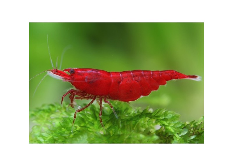 Crevette bloody mary - Neocaridina Davidii - Comptoir du Poisson Exotique