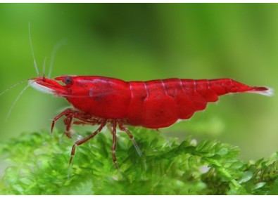 Crevette bloody mary - Neocaridina Davidii - Comptoir du Poisson Exotique