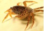 Crabe léopard (mâle) - Comptoir du Poisson Exotique