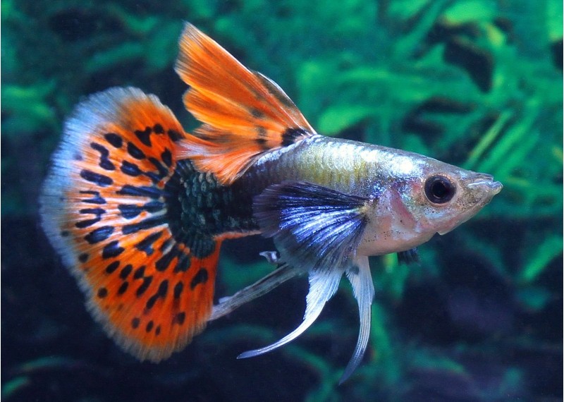 Guppy mâle select éléphant red mosaic