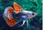 Guppy mâle select éléphant red mosaic