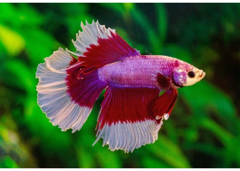 Betta HM select mâle butterfly violet