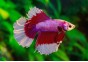 Betta HM select mâle butterfly violet