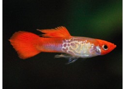 Guppy mâle select kohaku...