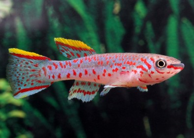 Aphyosemion gardneri (mâle)