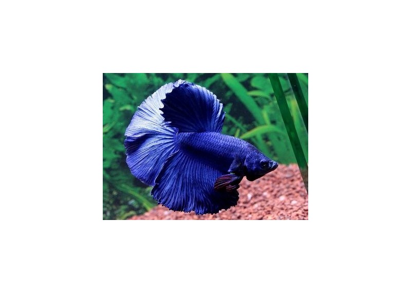 Betta halfmoon select mâle bleu