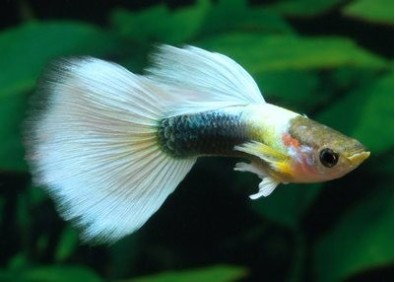 Guppy mâle tuxedo platinum