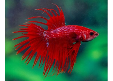 Betta crowntail mâle rouge