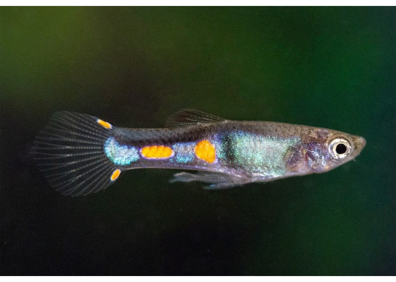 Guppy mâle endler campoma el tigre