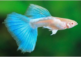 Guppy select blue topaz