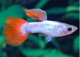 Guppy mâle platinium red tail