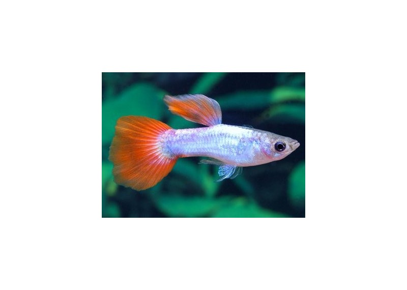 Guppy mâle platinum red tail