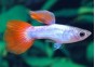 Guppy mâle platinum red tail