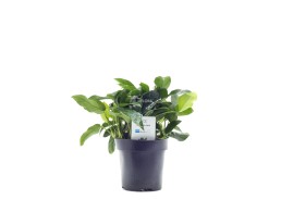 Anubias barteri var. nana -...