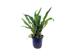Microsorum sp. 'India' -...