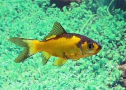 Poisson jaune et noir