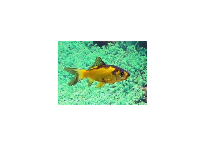 Poisson jaune et noir
