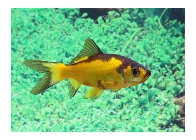 Poisson jaune et noir