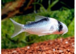 Corydoras arcuatus