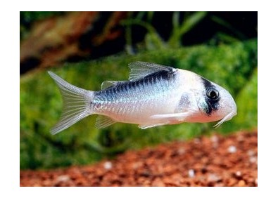 Corydoras arcuatus