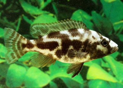 Nimbochromis livingstonii