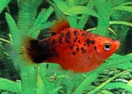 Platy corail rouge calico