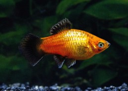 Platy wagtail sunset néon