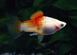 Platy corail comete red top