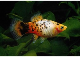 Platy corail calico sunset