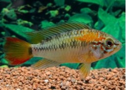 Apisto macmasteri (mâle)