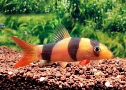Loche clown (élevage)