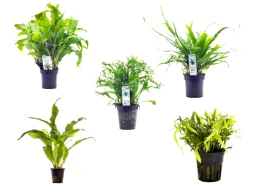 Microsorum mix - XL Pot 9cm