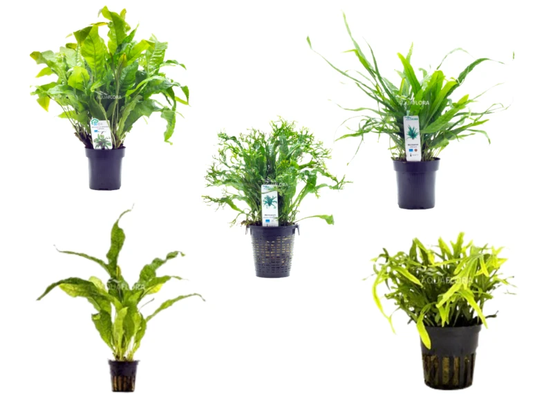 Microsorum mix - XL Pot 9cm