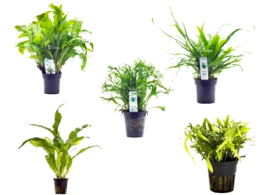 Microsorum mix - XL Pot 9cm