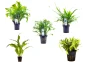 Microsorum mix - XL Pot 9cm