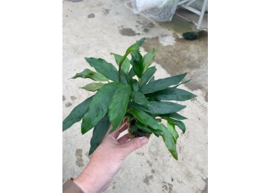 Anubias minima - Pot de 5cm