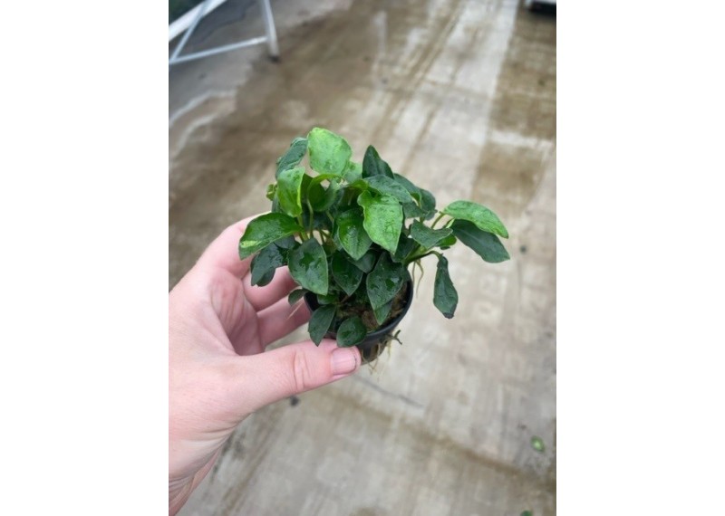 Anubias nana petite - Pot de 5cm