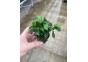 Anubias nana petite - Pot de 5cm