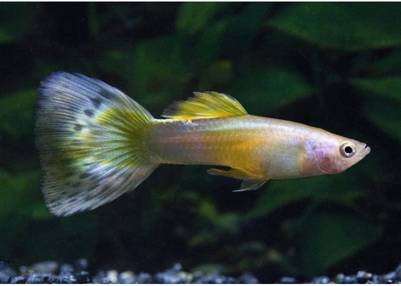 Guppy mâle mosaic pastel