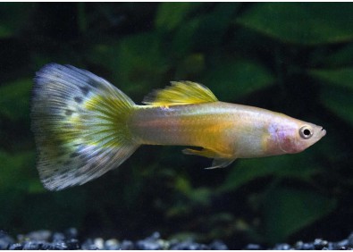 Guppy mâle mosaic pastel