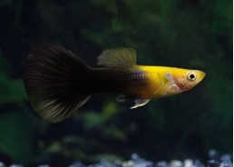 Guppy mâle gold half black