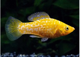 Molly citron
