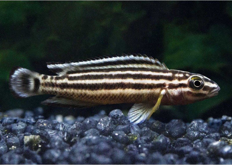 Julidochromis regani