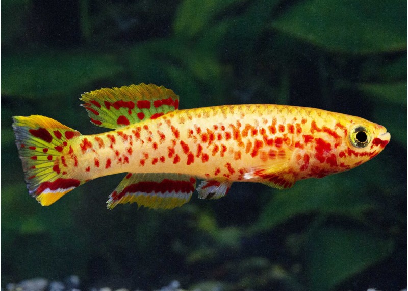 Aphyosemion gardneri gold (mâle)