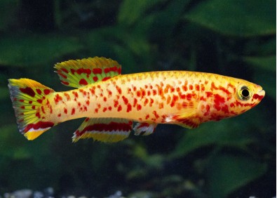 Aphyosemion gardneri gold (mâle)