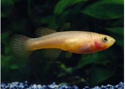 Aphyosemion gardneri gold...