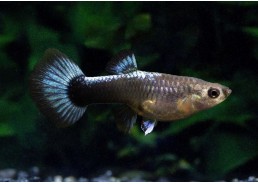 Guppy femelle select blue top