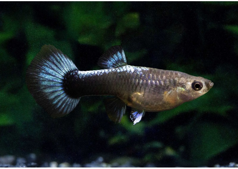 Guppy femelle select tuxedo dos bleu