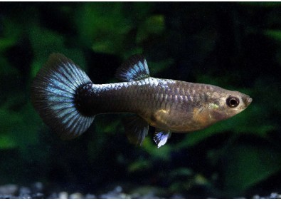 Guppy femelle select tuxedo dos bleu