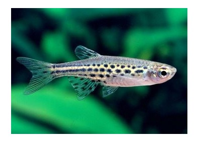 Danio tinwini